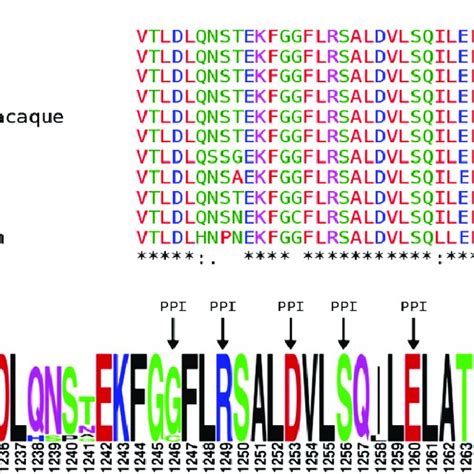 Multiple Protein Sequence Alignment Of Htt Exon Multiple Protein