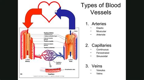 Blood Vessel Anatomy YouTube