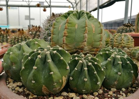 Echinopsis Subdenudata Con Segni Di Vecchiaia Il Fiore Tra Le Spine