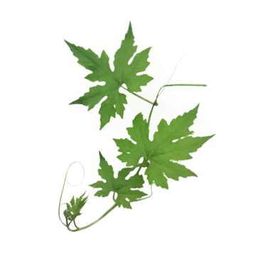 Bitter Melon Leaves PNG Transparent Images Free Download | Vector Files | Pngtree