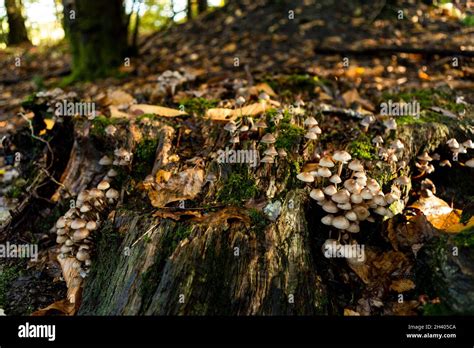 Mycena Sp Or Mica Cap Coprinellus Micaceus Fungus Stock Photo Alamy