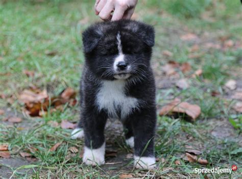 Akita Inu Japo Ska Pr Gowane Szczeni Po Meiyosho Wroc Aw