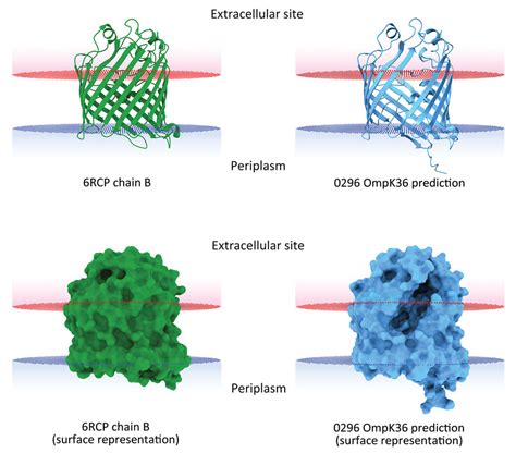 Figure Genotypic Evolution Of Klebsiella Pneumoniae Sequence Type