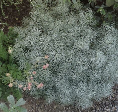 Artemisias Alba Canescens