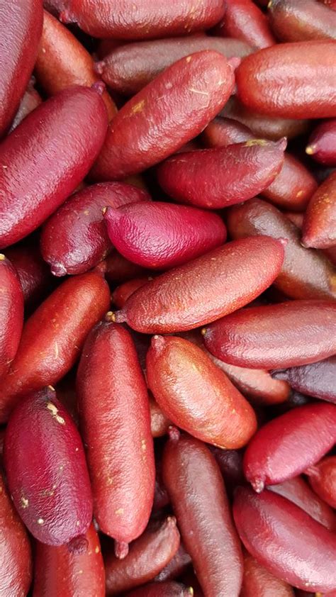 Finger Lime Bush Food Bush Tucker Taste Australia Native Food