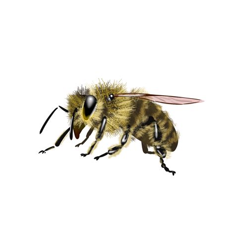 Flying Bee Insect Fly Flying Bee Png Transparent Clipart Image And