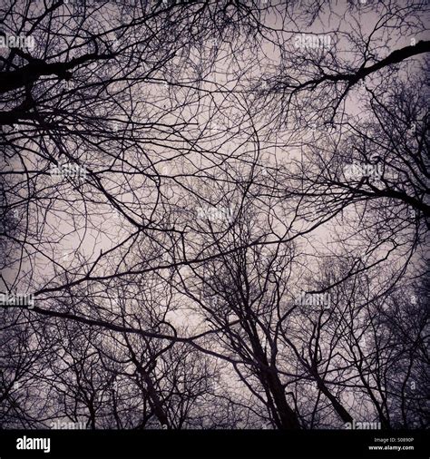 Tree Veins High Resolution Stock Photography and Images - Alamy