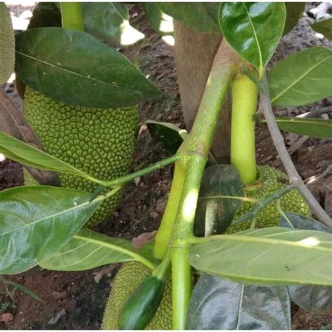 Vietnam Super Early Jackfruit All Time Jackfruit Village Organic