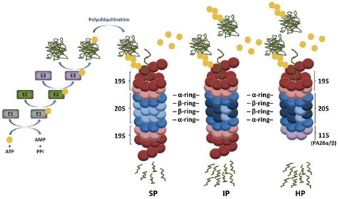 The Ubiquitin-Proteasome System in Immune Cells. - Abstract - Europe PMC 
