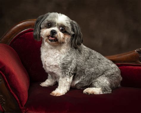 The Breed Standard Shih Tzu: The Perfect Representation of the Breed