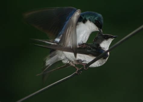 Nature Hermit Bird Sex