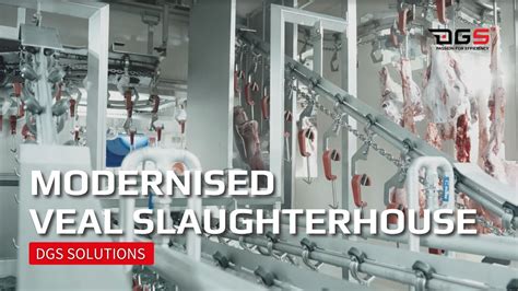 Modernised Veal Slaughterhouse DGS Processing Solutions YouTube