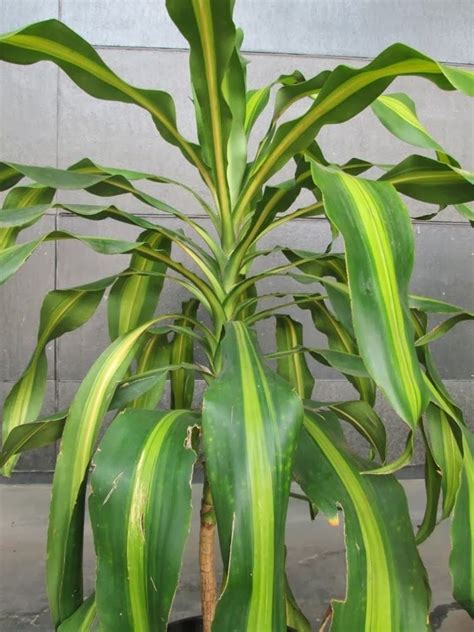 Dracaena fragrans - Alchetron, The Free Social Encyclopedia