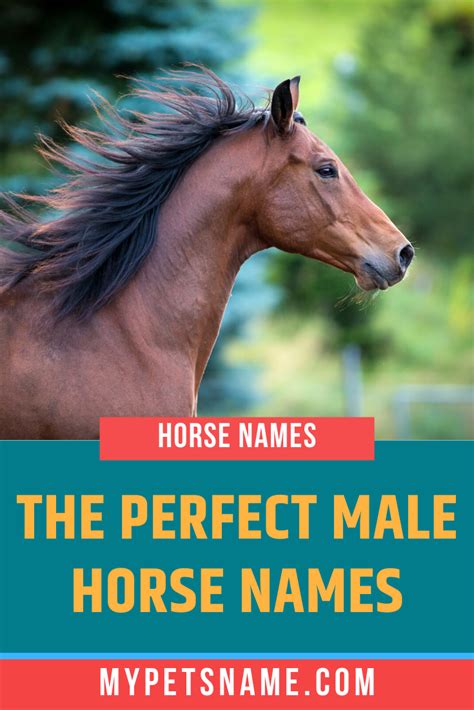 Horse names 425 names for your stallion or mare – Artofit