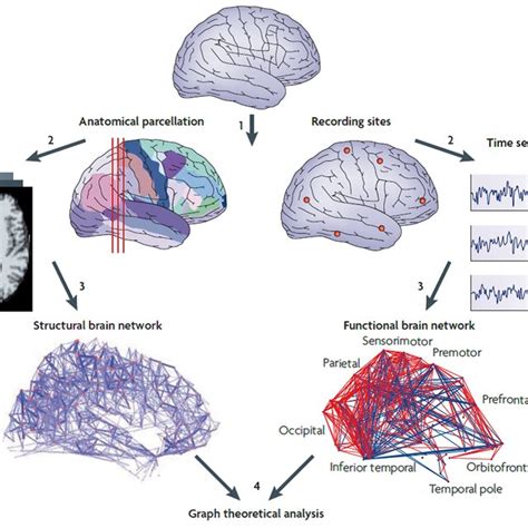 Brain Network Mapping Using Structural Mri S Mri And Functional Mri