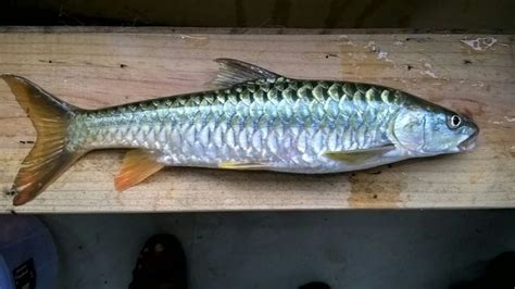 Tor Putitora Golden Mahseer