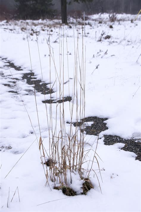 Kostenlose Foto Baum Natur Ast Schnee Winter Frost Eis Wetter