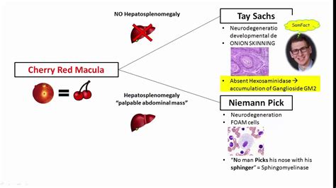 Daysinmarch Lysosomal Storage Disorders For Usmle Step One Youtube