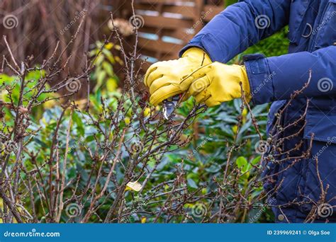 Pruning Currant Bushes In Autumn Garden Work The Pruner In The Hands