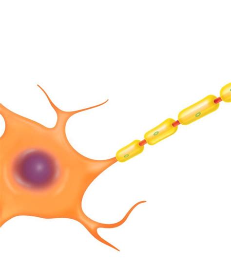 Specialised cells and organs Flashcards | Memorang 