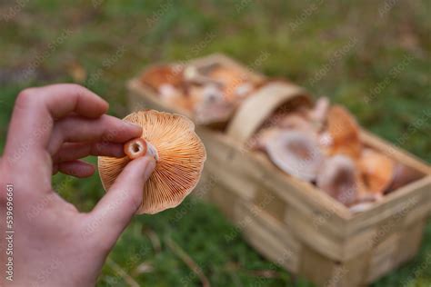 Edible Lactarius Deliciosus Known As The Saffron Milk Cap And Red Pine