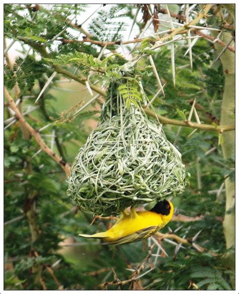 40 Beautiful Pictures of Bird Nest - Bored Art