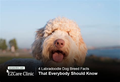 4 Labradoodle Dog Breed Facts That Everybody Should Know