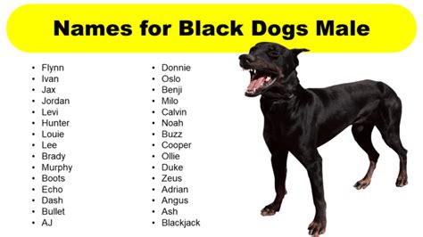 List of Male Black Dog Names - GrammarVocab