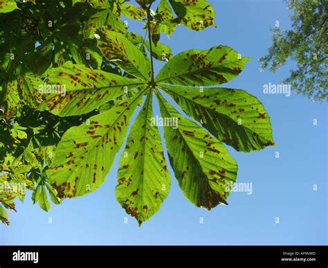 Common Horse Chestnut Aesculus Hippocastanum Desease By Horse