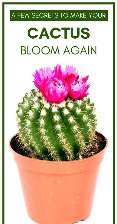 How To Repot A Cactus Without Hurting Yourself YASWVU