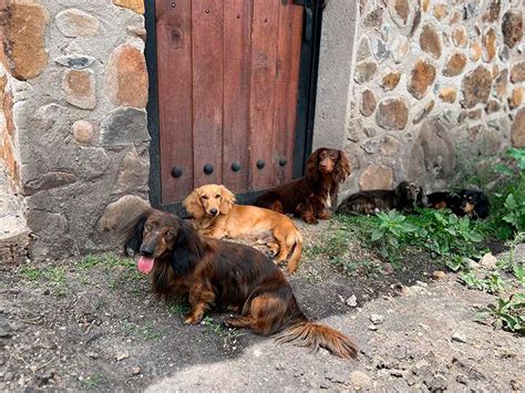 Cosas Que Debes Saber Si Quieres Adquirir Un Dachshund