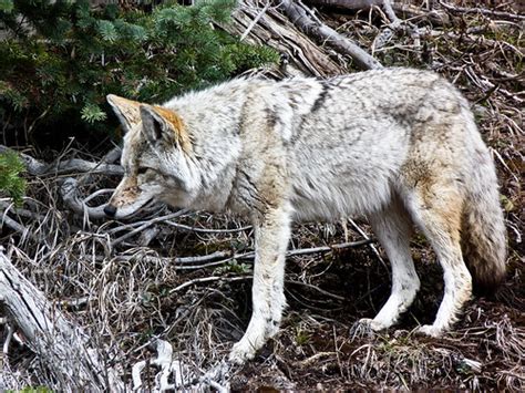 Coyote On The Prowl This Was One Of Two Coyotes I Saw When Flickr