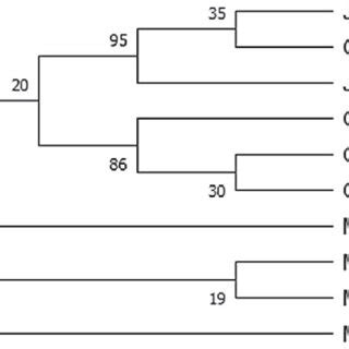 Phylogenetic Tree Reconstructed Based On Coat Protein Genes Of Isolates