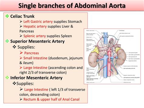 Abdominal Aorta And Its Branches