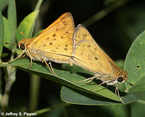 Fiery Skipper Hylephila Phyleus