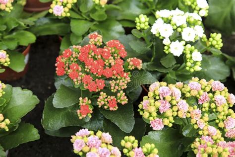 Potted Kalanchoe Plants In The Garden Stock Image Image Of Summer