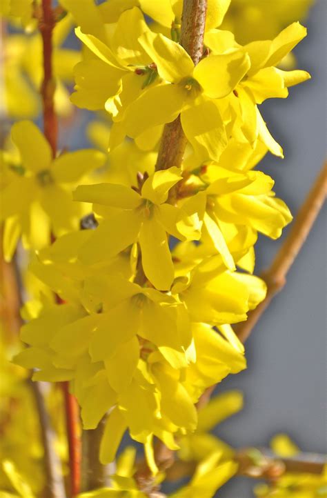 Flowering Forsythia | Amazing flowers, Beautiful flowers, Spring flowers