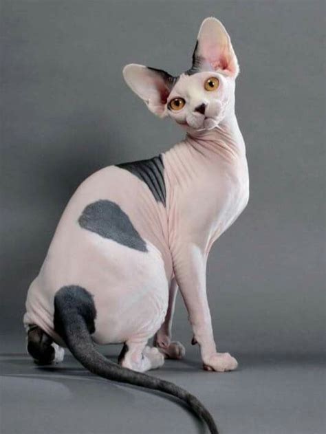 A Hairless Cat Sitting On Top Of A Gray Floor