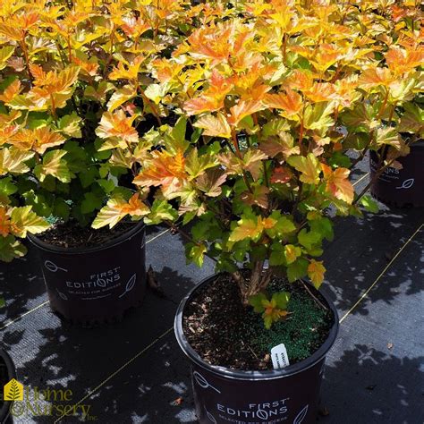 Physocarpus Opulifolius Amber Jubilee Common Ninebark From Home Nursery