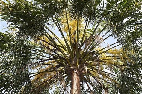 Livistona Decora Palmpedia Palm Growers Guide