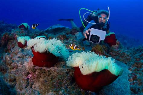 Underwater Photography in Mauritius. Tips and Tricks for Capturing ...