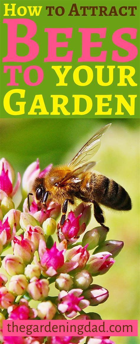 50 Useful Plants That Attract Bees To Your Garden Attracting Bees Bee Friendly Plants Bee