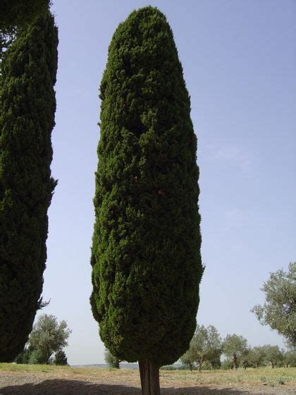 The Cypress Trees Believe In God Evangelical Focus