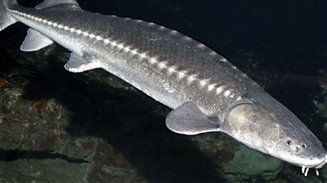 Giant sturgeon dying by the dozens in Columbia River | KBOI