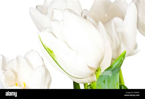 White Tulips Isolated On White Background Stock Photo Alamy