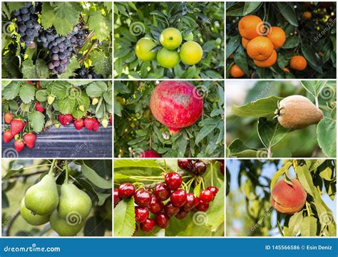 Diversos Verduras Y Collage Org Nicos Frescos De Las Frutas Foto De