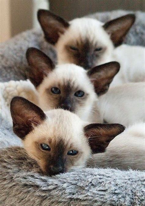 223 best Siamese kittens images on Pinterest | Siamese cats, Cats and ...