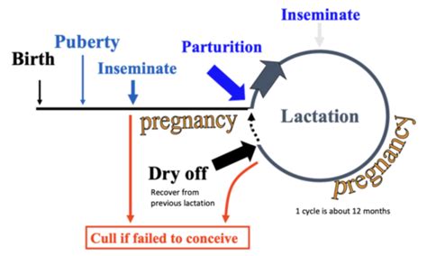 4 3 Dairy Cattle Production Flashcards Quizlet