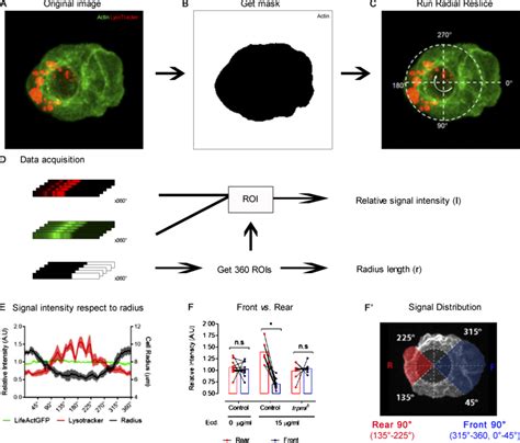 Image Analysis Pipeline For The Determination Of Subcellular