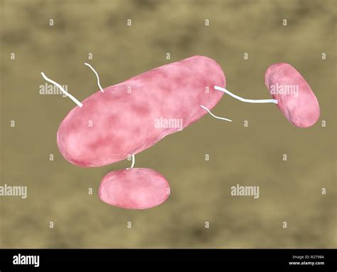 Escherichia Coli Fotos Und Bildmaterial In Hoher Auflösung Alamy